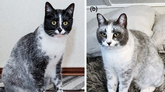 Mutation Has Led to a New Type of Cat, Scientists Say – MASHAHER