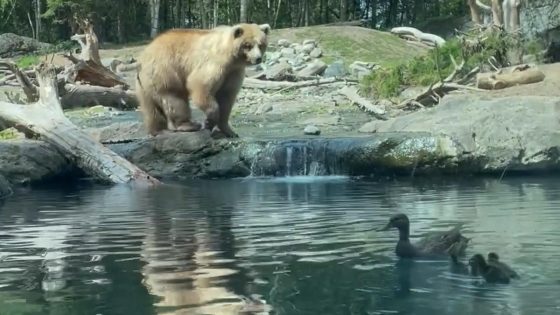 Bear eats family of ducks as children and parents watch in horror: See the video – MASHAHER