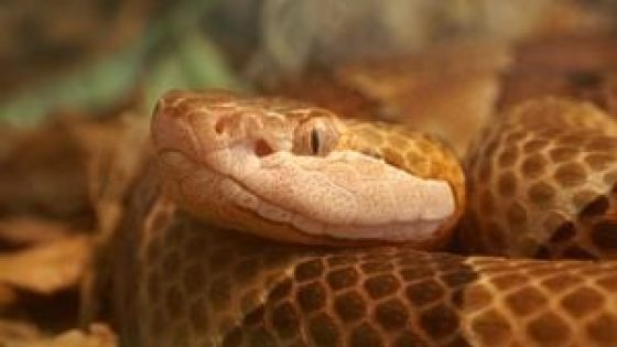 GA man shoots himself in the foot trying to get rid of copperhead snake – MASHAHER