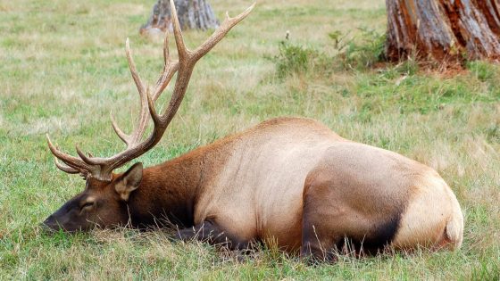 Careless Colorado tourist caught sneaking up on sleeping bull elk, with small child in tow – MASHAHER