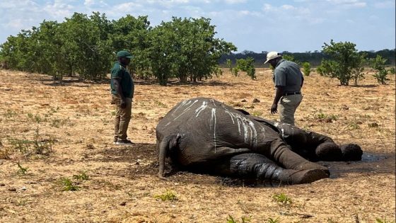 Southern African countries fear losing more elephants to drought – MASHAHER