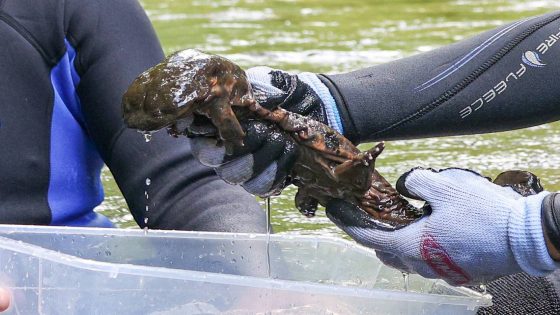 Watch skin-breathing hellbenders — largest salamanders in the US — return to the wild – MASHAHER