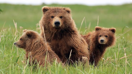 Protective Mama Bear Charges, Attacks Truck Head-On in Wild Video – MASHAHER