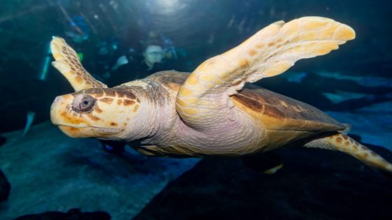 Learning about Endangered Species at the Virginia Aquarium – MASHAHER