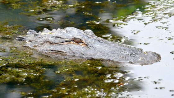 Experts offer tips on wildlife encounters following Augusta alligator sighting – MASHAHER