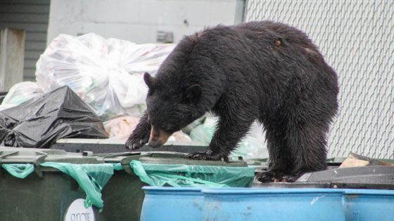 Doomed bear in Underhill adopts ‘predatory stance’ and begins to circle game warden – MASHAHER