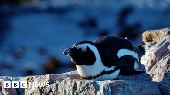 Fight to save African penguin goes to law – MASHAHER