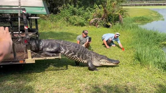 12-Foot Alligator Caught Blocking Planes at Air Force Base Returns to Cause Chaos After Relocation – MASHAHER