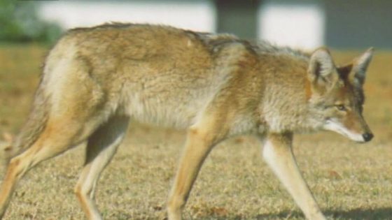 Coyotes euthanized after an attack in a Scottsdale neighborhood – MASHAHER