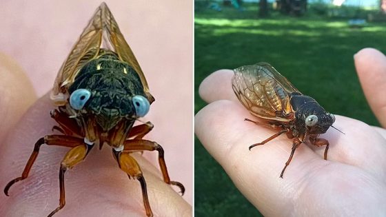 Two rare blue-eyed cicadas were spotted in the Chicago suburbs – MASHAHER