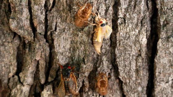 The cicada invasion has begun! Find out where the flying insects are emerging – MASHAHER