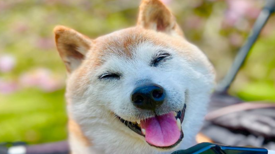 Shiba Inu Dog Dead, Inspired Dogecoin Logo – MASHAHER