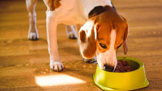 Dog food sold by Walmart is recalled because it may contain metal pieces – MASHAHER