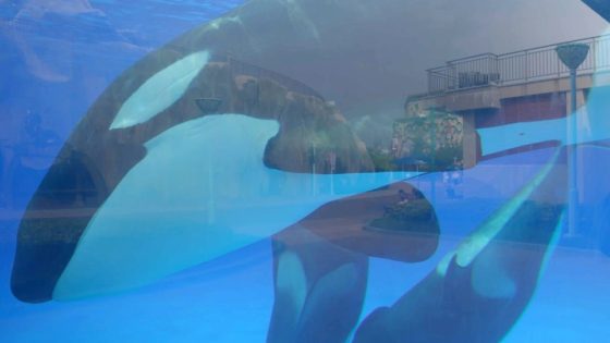 Terra Mater Brings Documentary ‘Orca – MASHAHER