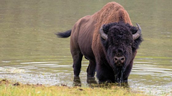 As Yellowstone reopens for the summer season, one hiker demonstrates what not to do around the park’s bison – MASHAHER