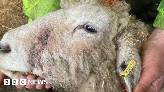 Sheep-killing XL bullies shooting caught on camera – MASHAHER