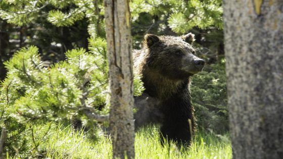 Grand Teton mauling ends when grizzly bear deploys bear spray – MASHAHER