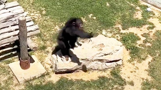 Zoo Chimpanzee Delights Visitors by Expertly Tossing Back Sandal That Fell into His Enclosure – MASHAHER