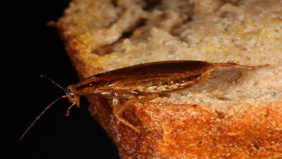 Cockroaches wouldn’t exist without humans. We helped them become one of the world’s worst pests, according to a new study. – MASHAHER