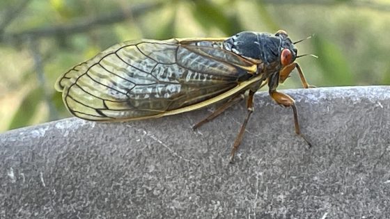 Cicadas pee from trees. And they urinate a lot, new study finds. – MASHAHER