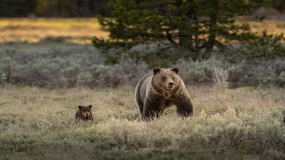 Montana Shed Hunter Shoots Charging Grizzly with a Handgun – MASHAHER