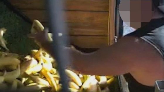 Fruit stand owner forced to beef-up security after a man allegedly steals bananas and drives away in a Maserati – MASHAHER