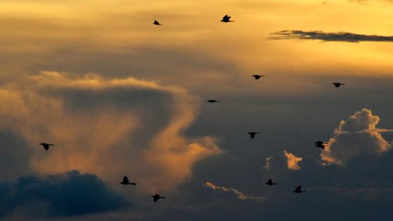 At least 22K birds expected to fly over Cincinnati Tuesday night. Here’s why – MASHAHER