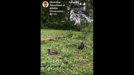 Bald eagle parents watch 3 babies get rescued from downed tree, Oklahoma video shows – MASHAHER