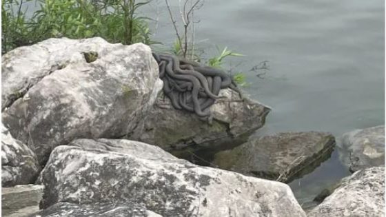 Snake mating ball spotted on Lake Erie shore – MASHAHER