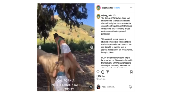 Video shows students trying to ride horses in pasture – MASHAHER