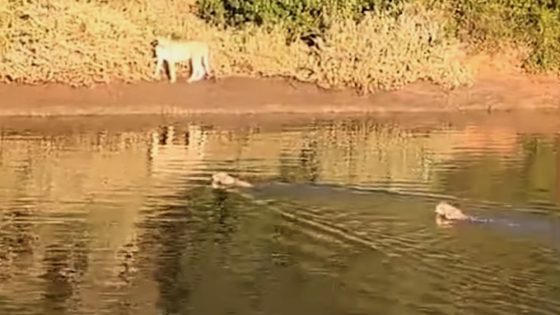 Cheetah and cubs cross river in rare video; ‘I was holding my breath’ – MASHAHER