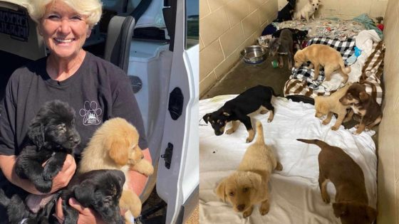 It’s “Raining Puppies” At This Rural Mississippi Shelter, And They Need Help – MASHAHER