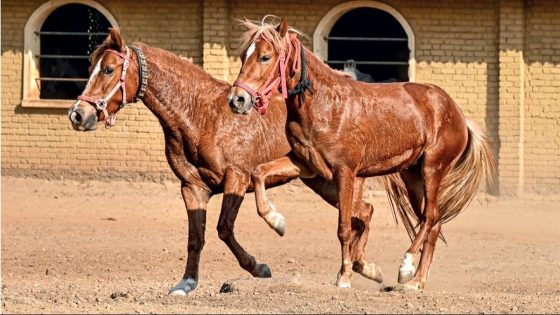 Horse injured as billboard collapses in Pune due to strong winds – MASHAHER