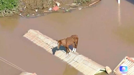 Caramelo the horse rescued from a rooftop amid Brazil floods in a boost for a beleaguered nation – MASHAHER