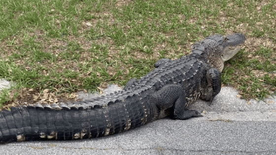 Alligator Hisses as Florida Motorist Stops for Close-Up Video – MASHAHER