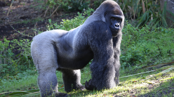 Gorilla Tells Little Boy at the Zoo to Stop Watching Him in the Most Hilarious Way – MASHAHER