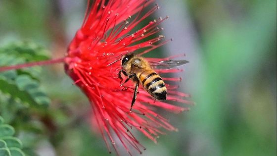 U.S. honey bee population reaches record high – MASHAHER