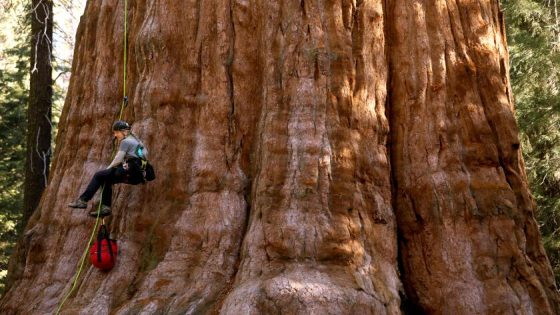 In the land of giant sequoias, the largest tree in the world gets a checkup – MASHAHER