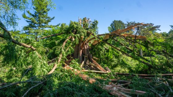 Baltimore’s historic dawn redwood tree destroyed by lightning, ‘literally exploded’ – MASHAHER