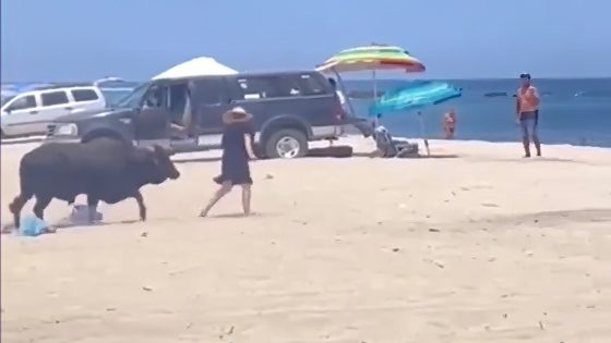 Los Cabos tourist refuses to back away from bull, pays the price – MASHAHER