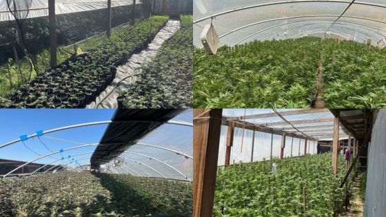 7,000 plants and $60K bust in Northern California – MASHAHER