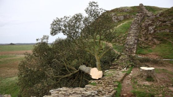 Two charged over felling famous 150-year-old tree – MASHAHER