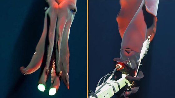 Elusive ‘octopus squid’ with world’s largest biological lights attacks camera in striking new video – MASHAHER