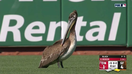 Pelican flies onto field, captivates fans during Giants-Reds game – MASHAHER