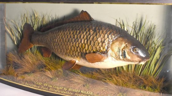 World-famous carp could fetch up to £40,000, 70 years after being caught – MASHAHER