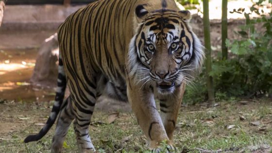 Hunt underway for Sumatran tiger after screaming leads workers to man’s body, tiger footprints – MASHAHER