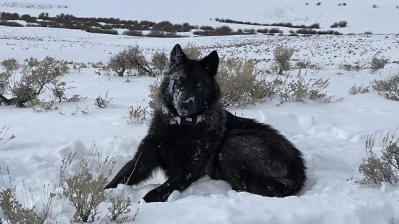 Colorado’s wolves move toward Vail, Breckenridge in new watershed location map – MASHAHER