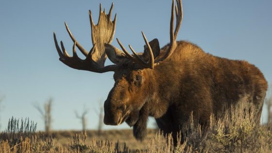 See moose on the loose chasing thoughtless hikers at Yellowstone National Park – MASHAHER