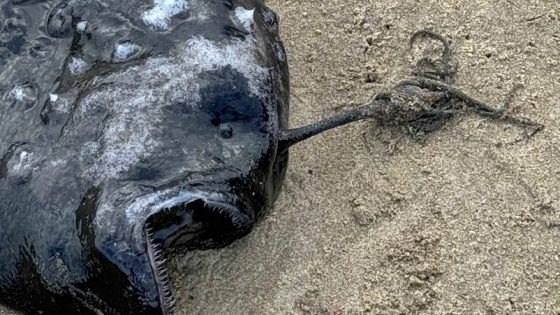 Rare fish that lives in complete darkness washes ashore on Oregon beach – MASHAHER