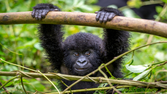 Baby Gorilla at Prague Zoo Delights Guests as She Makes ‘Funny Faces’ – MASHAHER